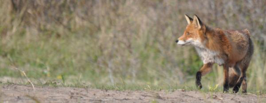 Fox in the dunes of Bloemendaal at sea, who sometimes has a stroll around the campsite