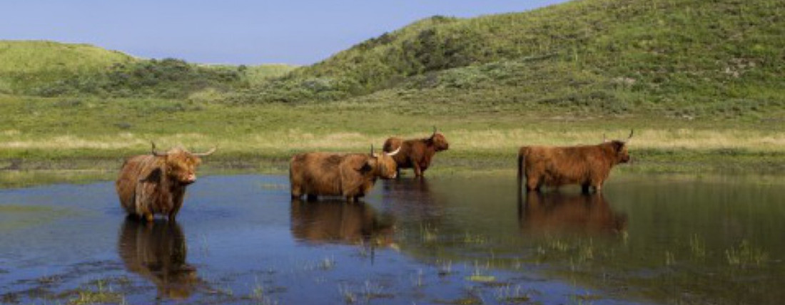 Scottish highlanders in the dunes of Bloemendaal